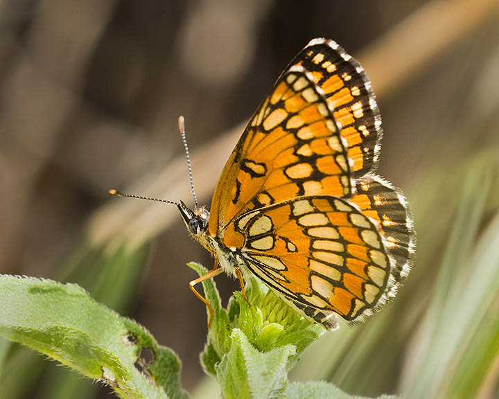 Theona Checkerspot