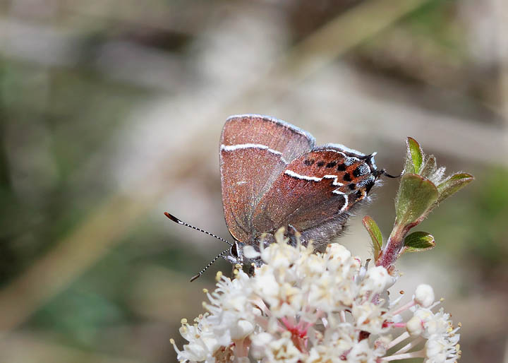 Thicket Hairstreak