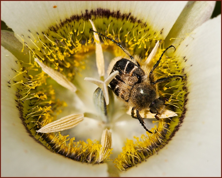 Trichiotinus assimilis, Bee Mimic Beetle