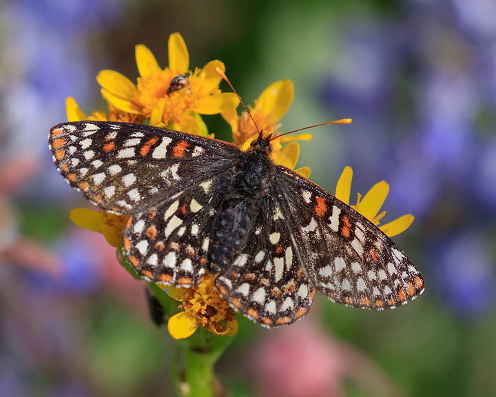 Variable Checkerspot