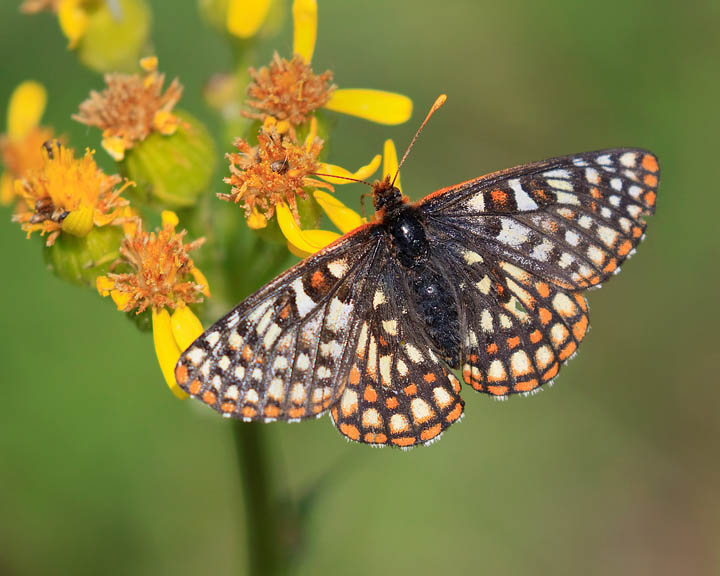 Variable Checkerspot