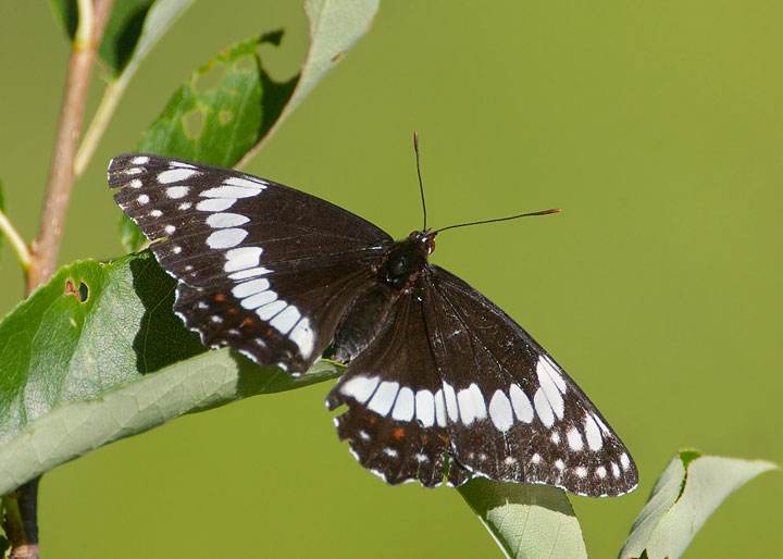 Weidemeyer's Admiral