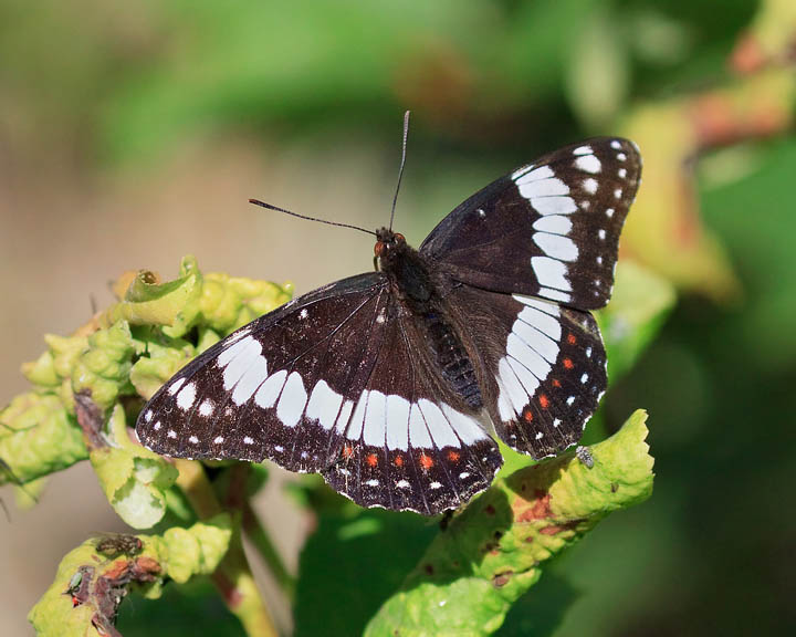 Weidemeyer's Admiral