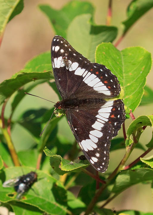 Weidemeyer's Admiral