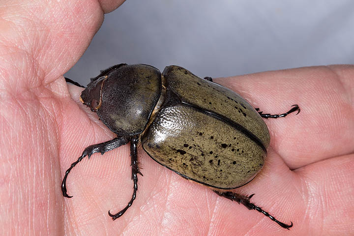 Western Hercules Beetle