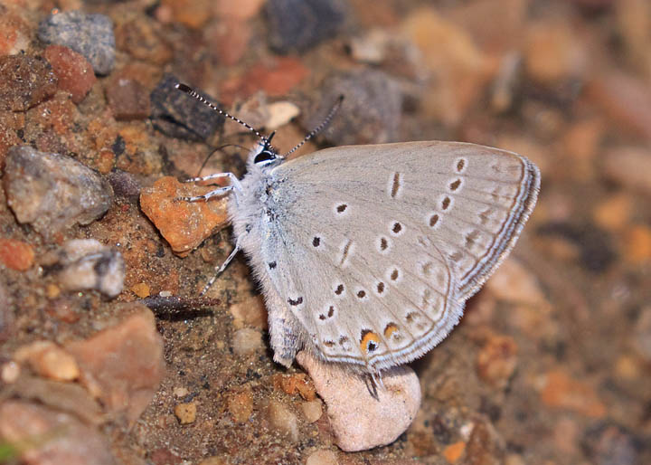 Western Tailed-Blue