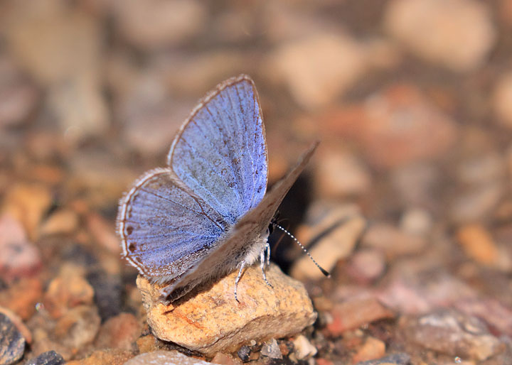 Western Tailed-Blue