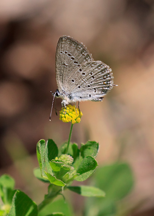 Western Tailed-Blue