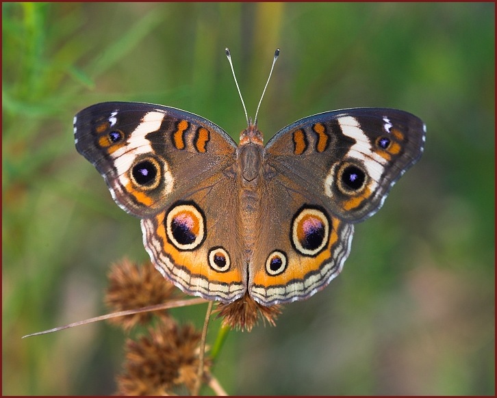 Common Buckeye