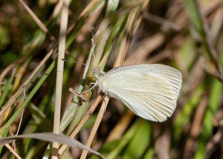 Cabbage White