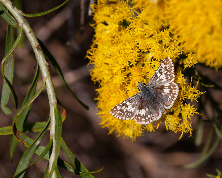 Common Checkered-Skipper 