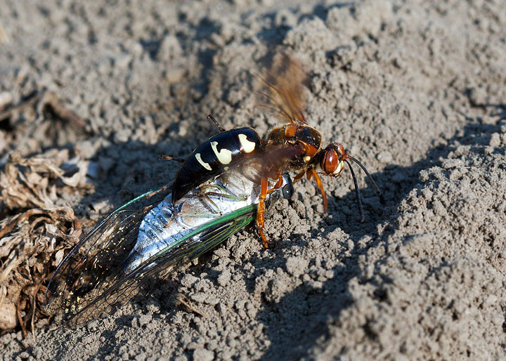 cicada killer