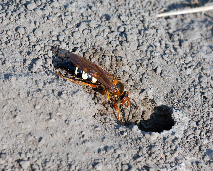 cicada killer