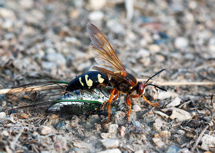 Cicada killer wasp