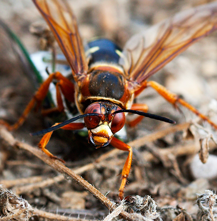 Cicada killer wasp