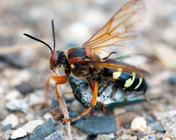 Cicada killer wasp