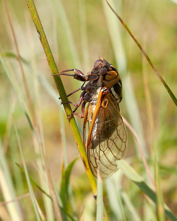 cicada