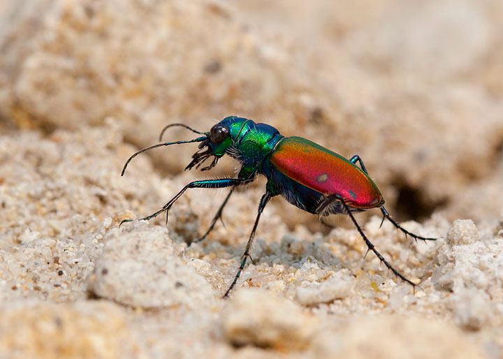 Cicindela scutelaris