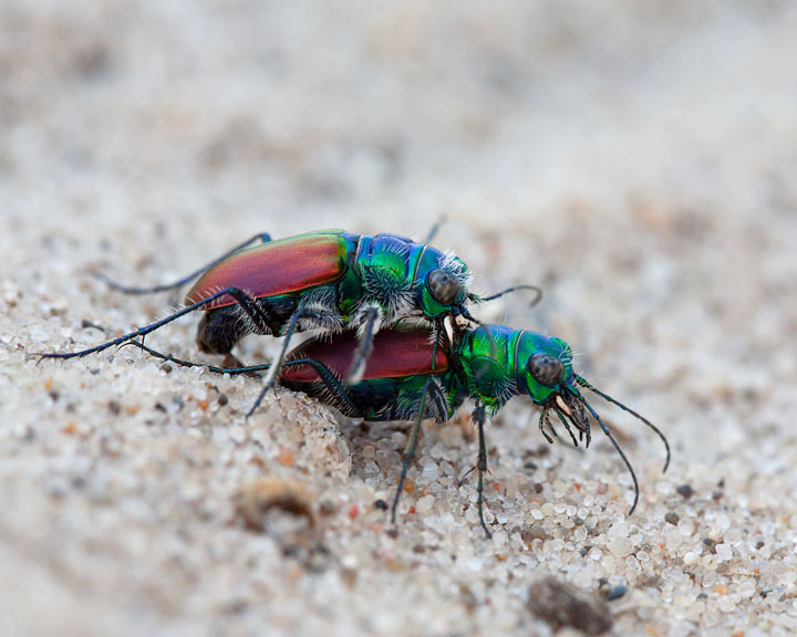 Cicindela scutellaris