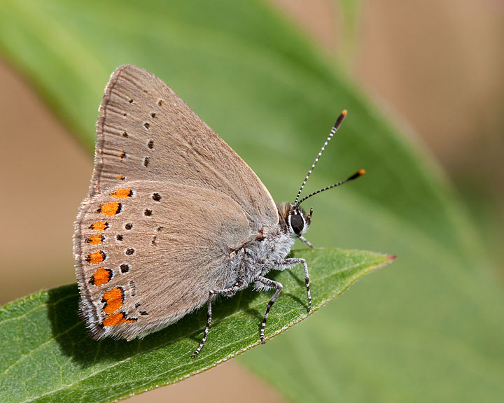 Coral Hairstreak