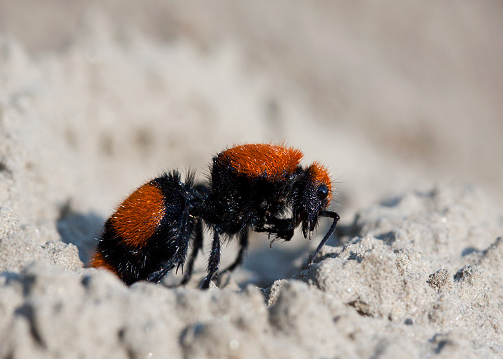 Velvet Ant Wasp or Cow Killer, Dasymutilla occidentalis