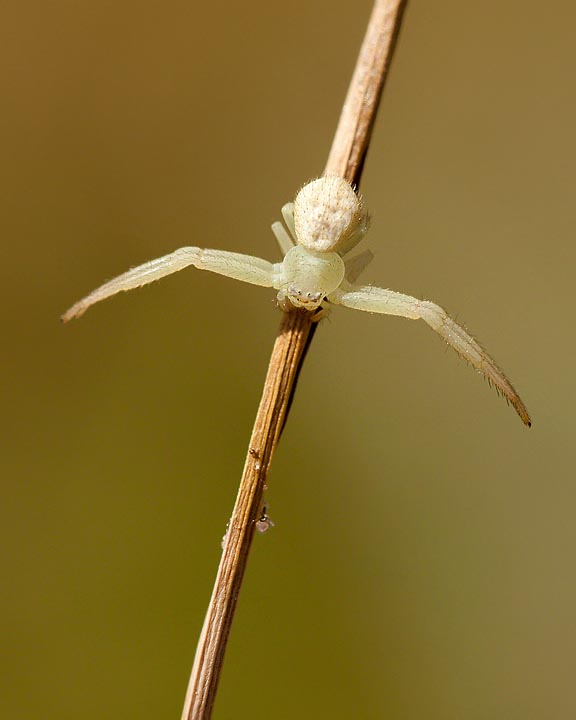 crab spider