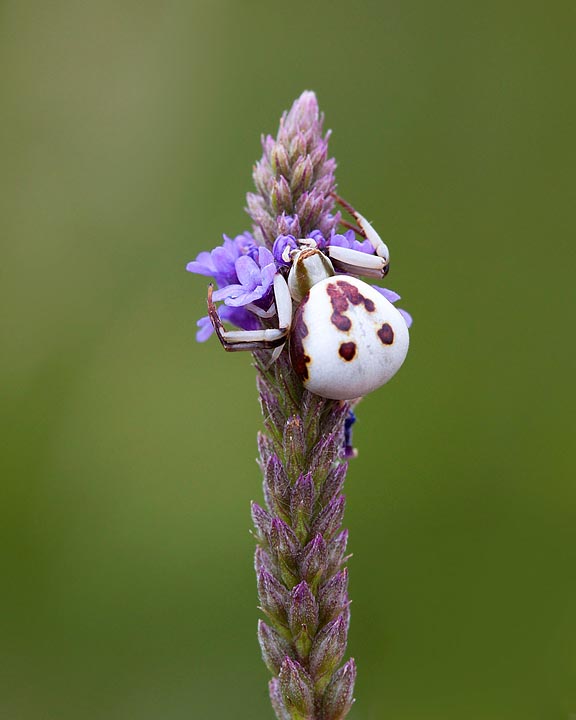 crab spider