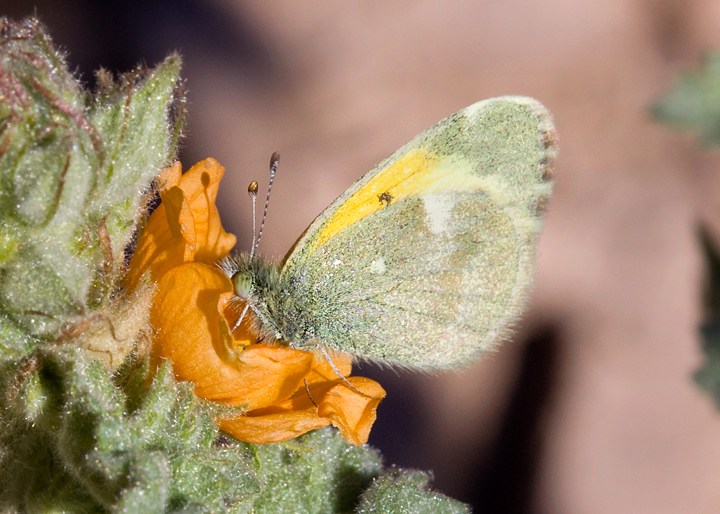 Dainty Sulphur