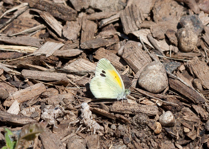 Dainty Sulphur