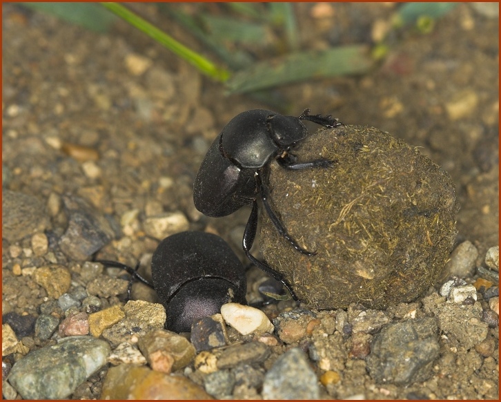 dung beetles rolling dung