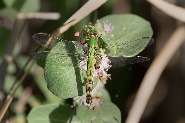 Eastern pondhawk, Erythemis simplicicollis 