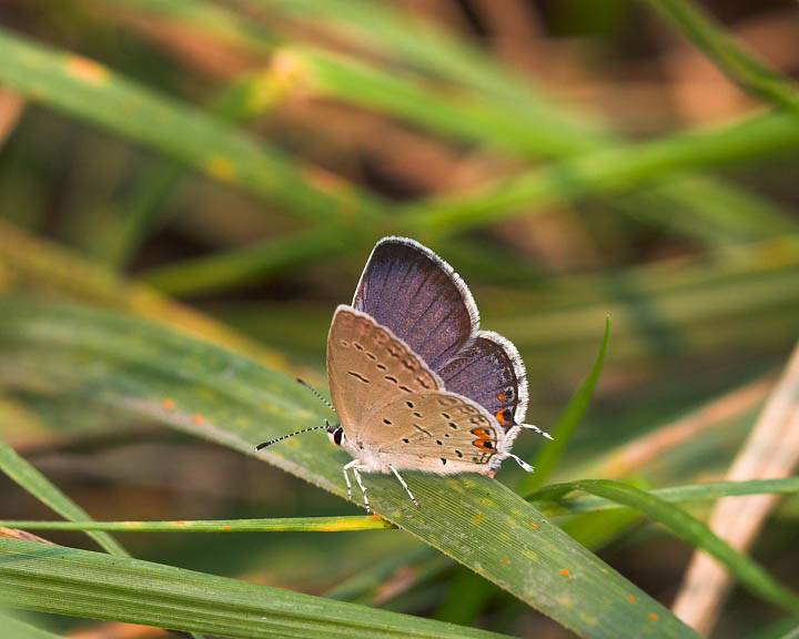 Eastern Tailed-Blue