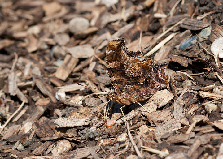 Eastern Comma