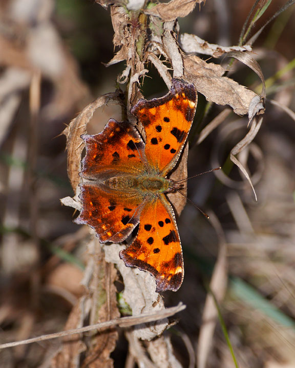 Eastern Comma