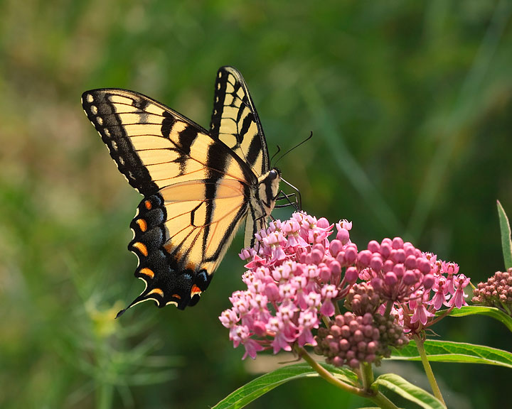 Eastern Tiger Swallowtail