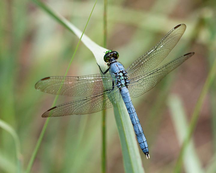 Eastern pondhawk, Erythemis simplicicollis 