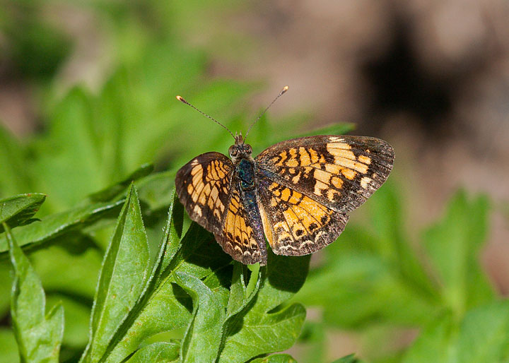 Pearl Crescent