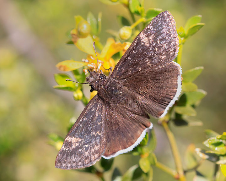 Funereal Duskywing