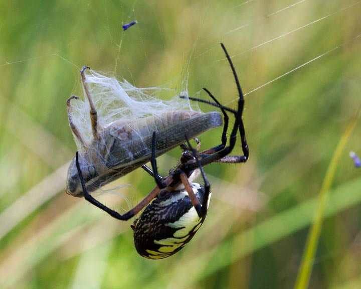 Argiope aurantia, garden spider