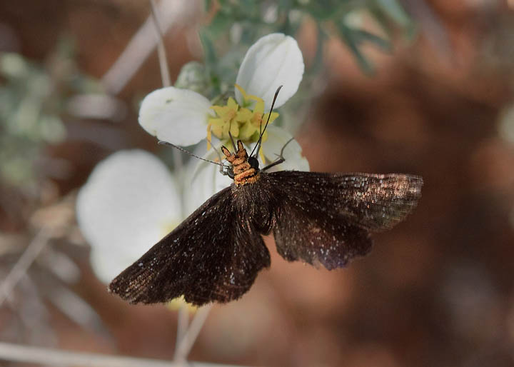 Golden-headed Scallopwing