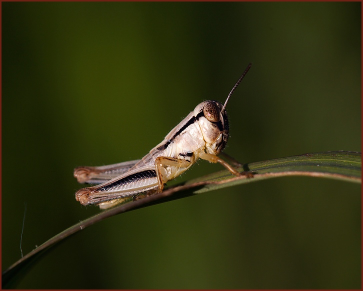 grasshopper