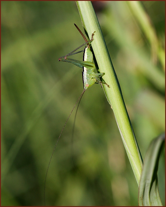 grasshopper