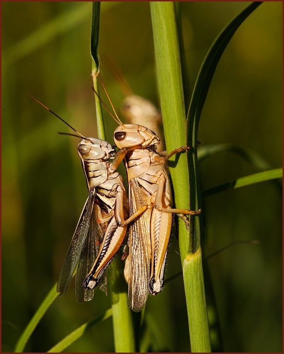 grasshopper