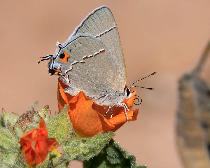 Gray Hairstreak