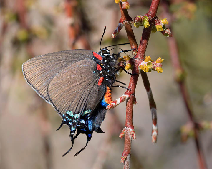 Great Purple Hairstreak