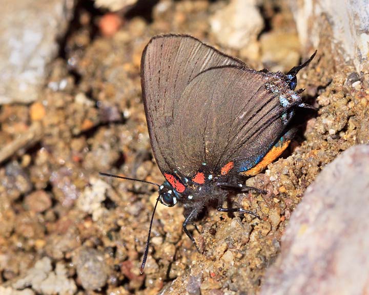 Great Purple Hairstreak