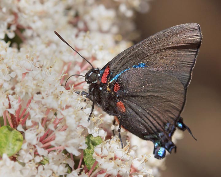 Great Purple Hairstreak