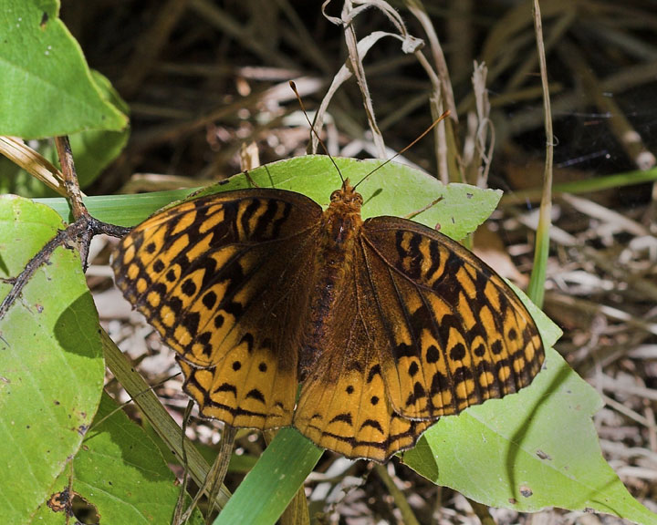 Great Spangled Fritillary