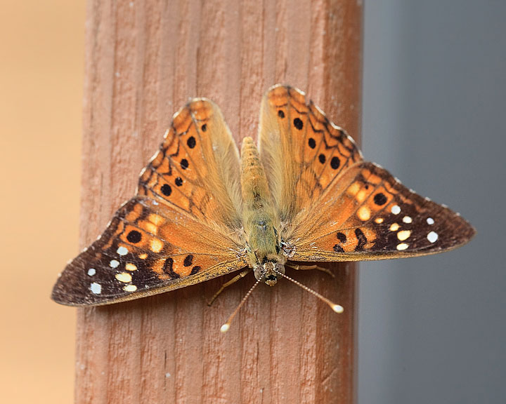 Hackberry Emperor