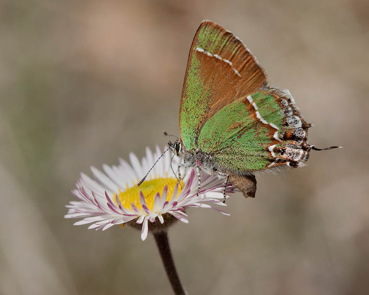 Juniper Hairstreak